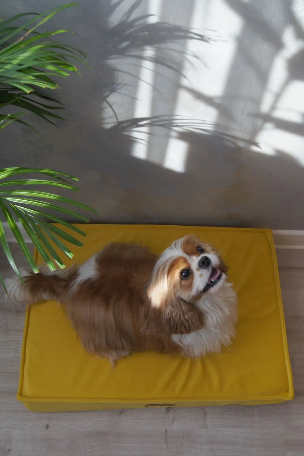 MISSOGNO Glamour Orthopaedic Rectangle Dog Bed